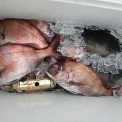 大進丸(新潟) 釣果