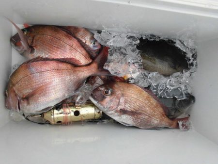 大進丸（新潟） 釣果