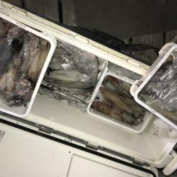 寿裕 （YOSHIHIRO） 釣果