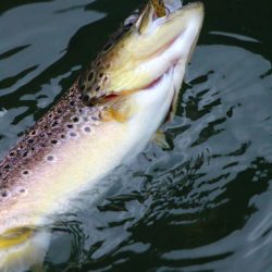 小菅トラウトガーデン 釣果