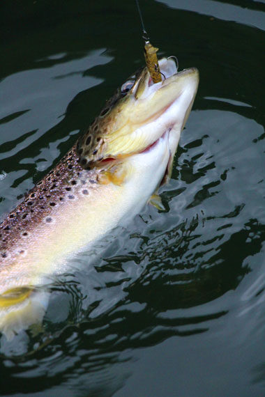 小菅トラウトガーデン 釣果