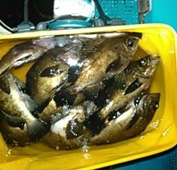 フィッシングガイド りょう 釣果