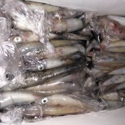 幸風（さちかぜ） 釣果