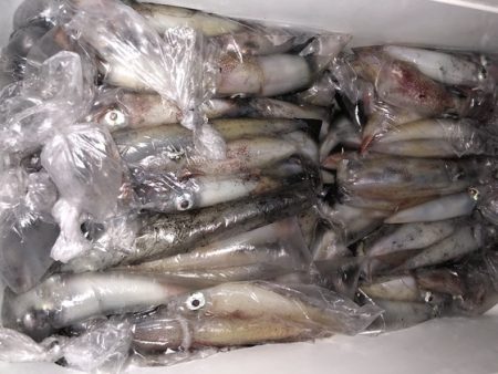 幸風（さちかぜ） 釣果