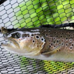 小菅トラウトガーデン 釣果