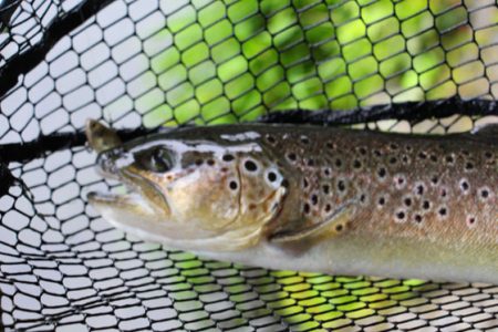 小菅トラウトガーデン 釣果