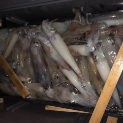 幸風（さちかぜ） 釣果