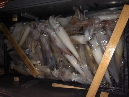 幸風（さちかぜ） 釣果