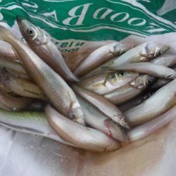 遊漁船 幸友丸 釣果