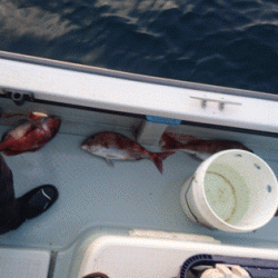 遊漁船ブルーウッズ 釣果