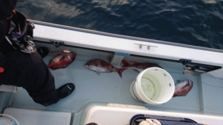 遊漁船ブルーウッズ 釣果