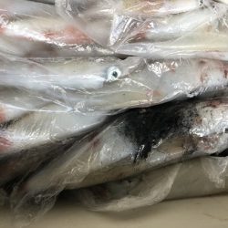 幸風（さちかぜ） 釣果