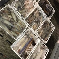 寿裕 （YOSHIHIRO） 釣果