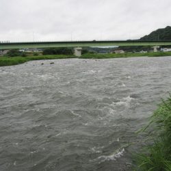 狩野川(狩野川漁業協同組合) 釣果