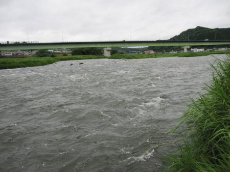 狩野川（狩野川漁業協同組合） 釣果
