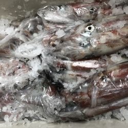 幸風（さちかぜ） 釣果