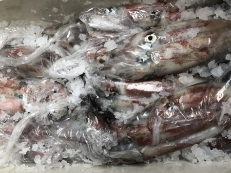 幸風（さちかぜ） 釣果