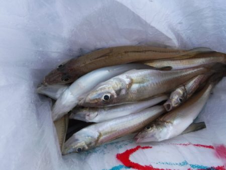 遊漁船 幸友丸 釣果