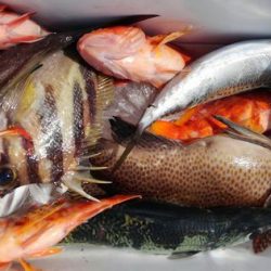 遊漁船 新鋭丸 釣果