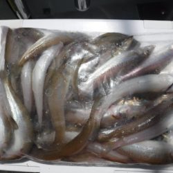 遊漁船 幸友丸 釣果