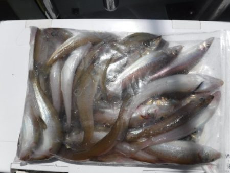 遊漁船 幸友丸 釣果