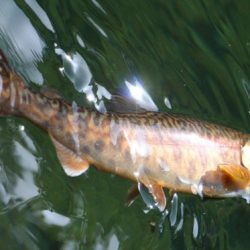 小菅トラウトガーデン 釣果