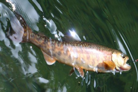 小菅トラウトガーデン 釣果