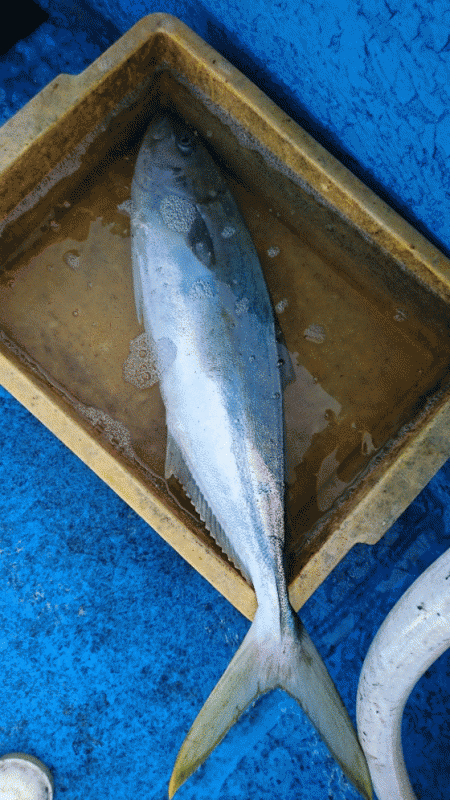 龍神丸（福井） 釣果