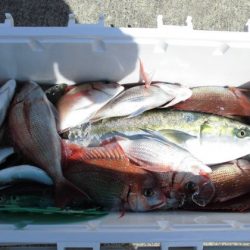 大進丸(新潟) 釣果