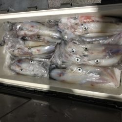 幸風（さちかぜ） 釣果