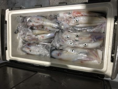 幸風（さちかぜ） 釣果