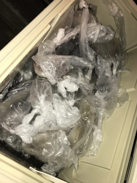 寿裕 （YOSHIHIRO） 釣果