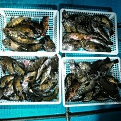 フィッシングガイド りょう 釣果