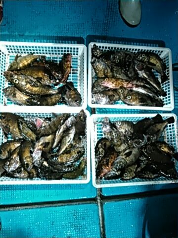 フィッシングガイド りょう 釣果