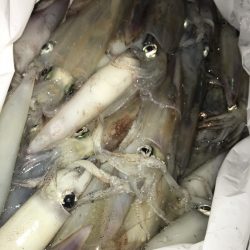 寿裕 （YOSHIHIRO） 釣果