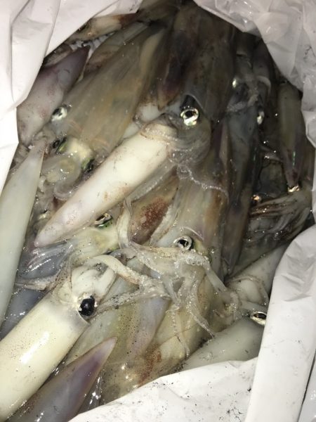 寿裕 （YOSHIHIRO） 釣果