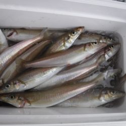 遊漁船 幸友丸 釣果