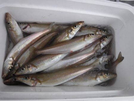 遊漁船 幸友丸 釣果