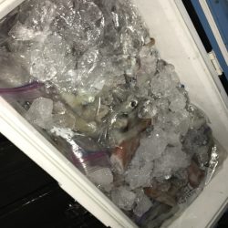 寿裕 （YOSHIHIRO） 釣果