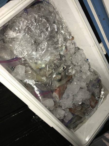 寿裕 （YOSHIHIRO） 釣果