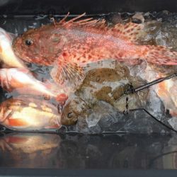 大進丸（新潟） 釣果