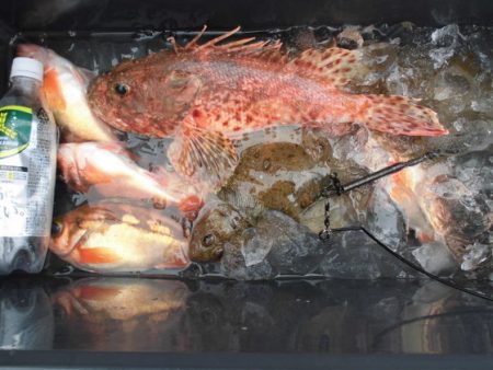 大進丸（新潟） 釣果