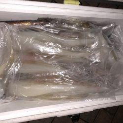 幸風（さちかぜ） 釣果