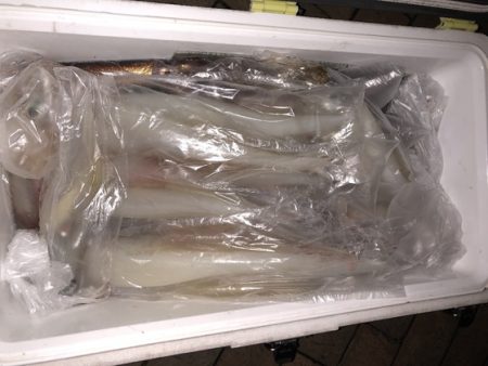 幸風（さちかぜ） 釣果