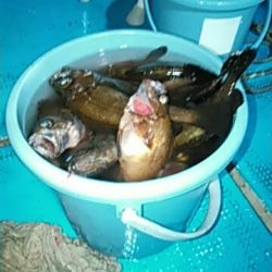 フィッシングガイド りょう 釣果