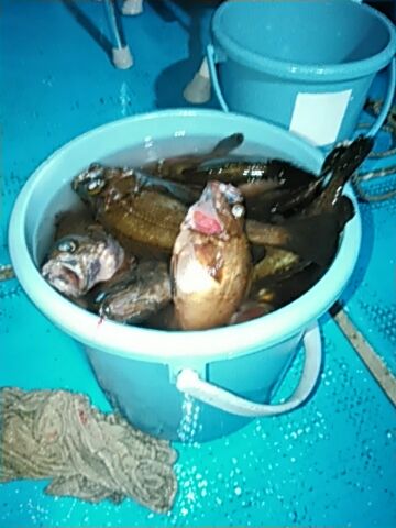 フィッシングガイド りょう 釣果