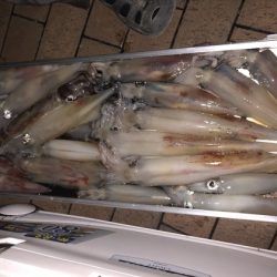 幸風（さちかぜ） 釣果