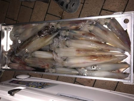 幸風（さちかぜ） 釣果