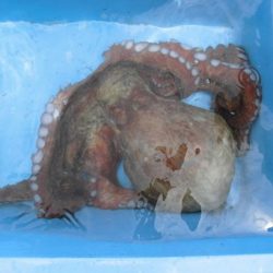 大進丸(新潟) 釣果