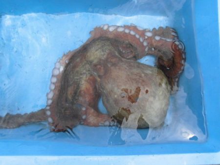 大進丸(新潟) 釣果